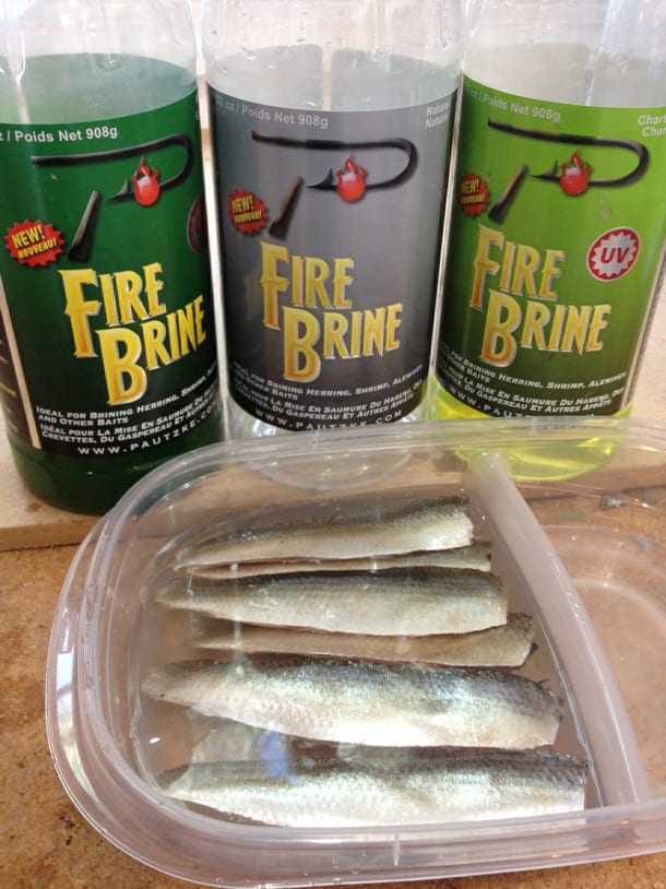 Using Fire Brine on Cut Bait Pautzke Bait Co