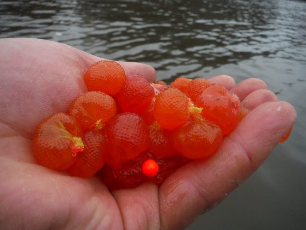 Learn To Float Fish Steelhead Spawn For Great Lakes Spring Steelhead -  Pautzke Bait Co