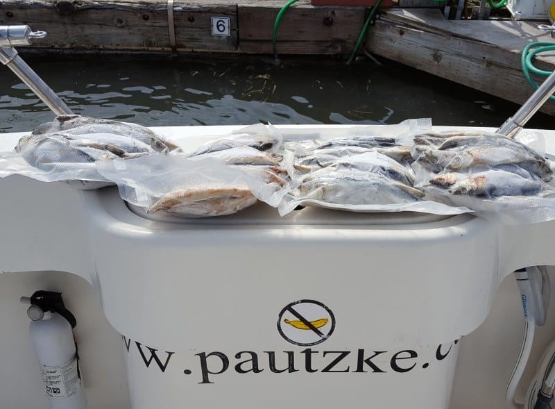 Learn To Make Halibut Bait Like A Pro Pautzke Bait Co