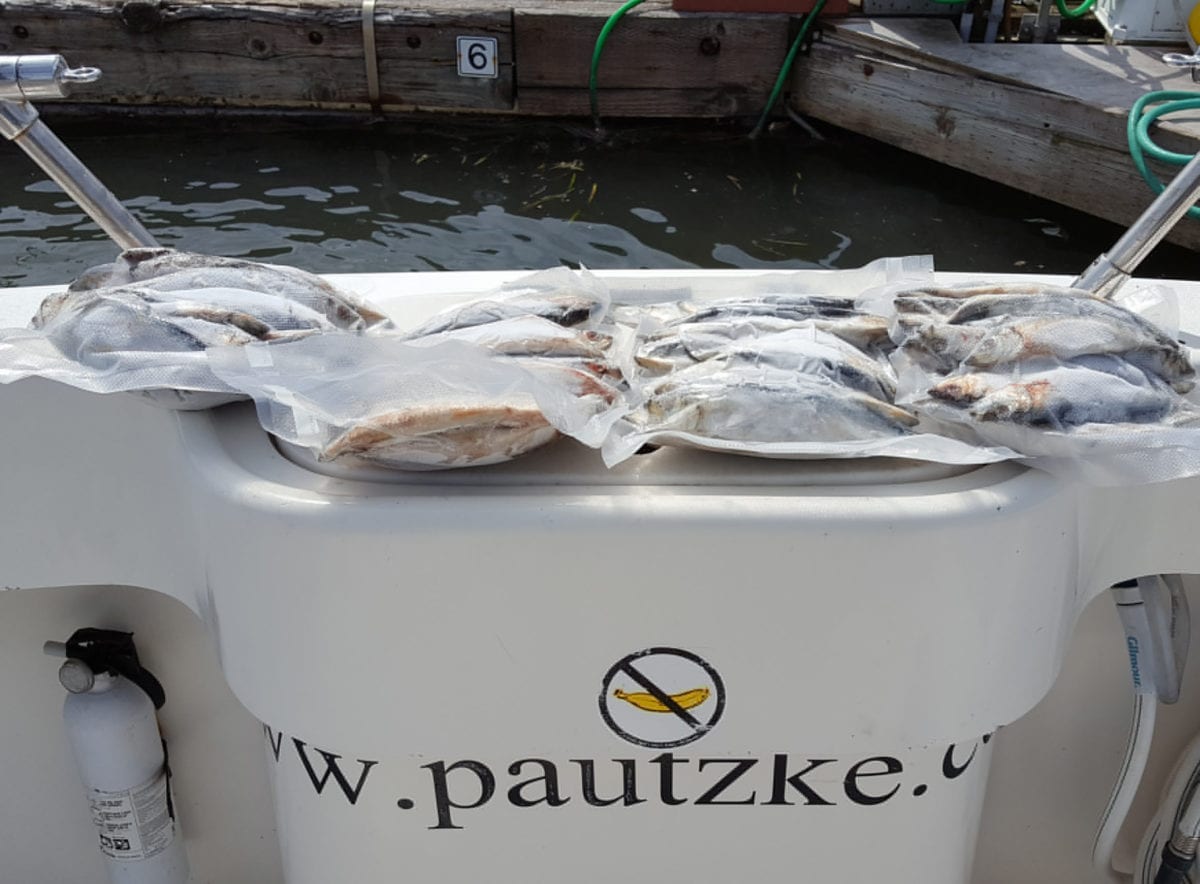 Learn To Make Halibut Bait Like A Pro Pautzke Bait Co