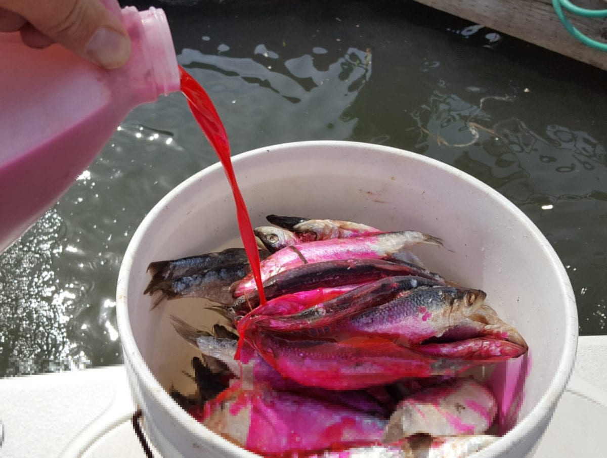 Learn To Make Halibut Bait Like A Pro Pautzke Bait Co