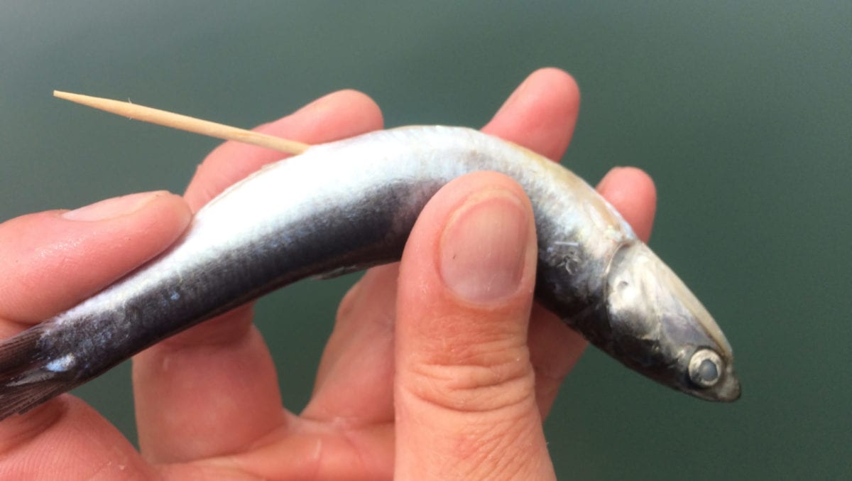 Four Hot Bait Trolling Rigs For Ocean Salmon Fishing Pautzke Bait Co