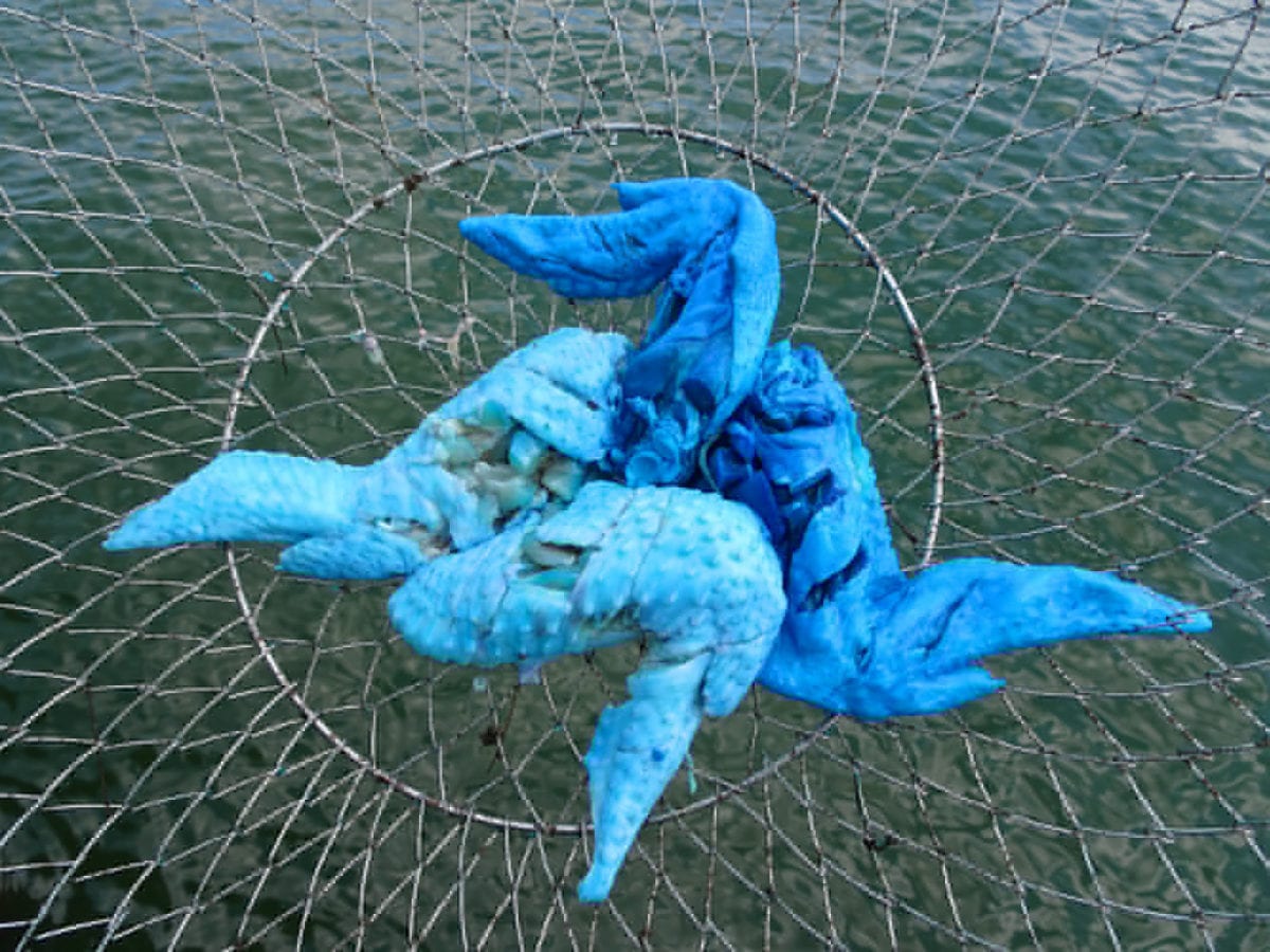 Learn New Method, Catch More Blue Crabs Pautzke Bait Co