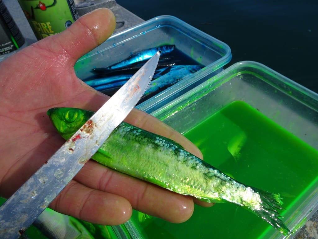 Learn The Perfect Brine for Saltwater Salmon Pautzke Bait Co