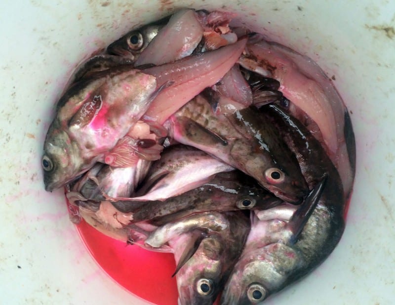 The Guide’s Secret Bait to Catch Big Halibut Pautzke Bait Co