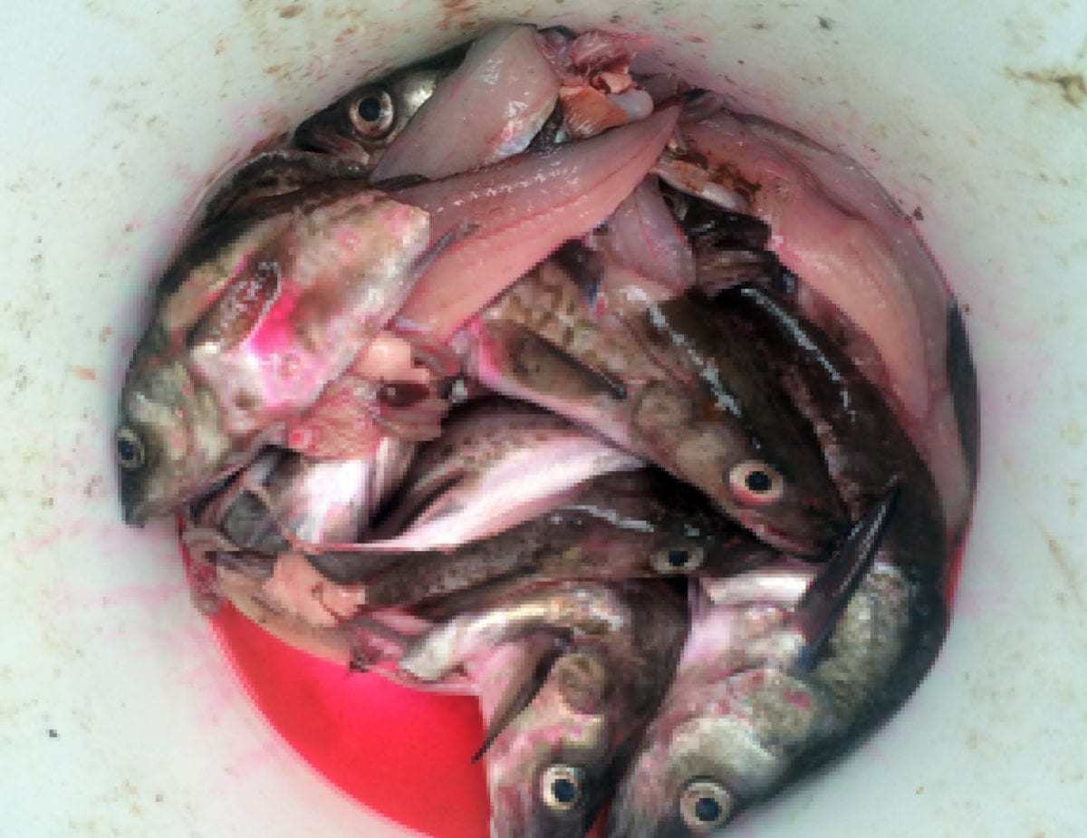 The Guide's Secret Bait to Catch Big Halibut Pautzke Bait Co