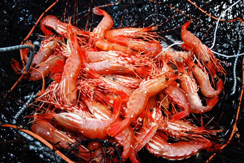 Learn To Enhance Your Bait To Catch More Shrimp Pautzke Bait Co