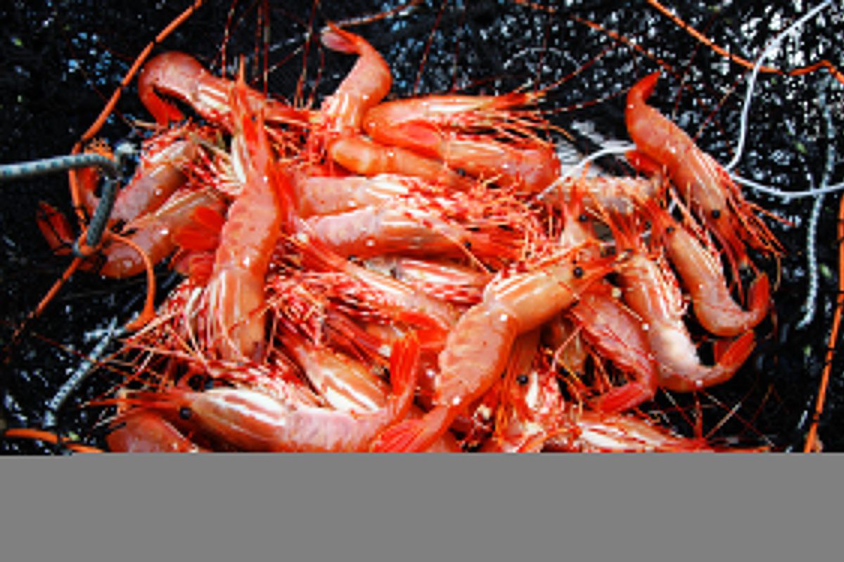 Learn To Enhance Your Bait To Catch More Shrimp Pautzke Bait Co