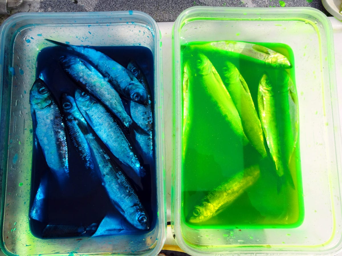 Learn The Perfect Brine for Saltwater Salmon Pautzke Bait Co