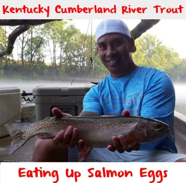 Kentucky Cumberland River Trout Eating Up Salmon Eggs Pautzke Bait Co