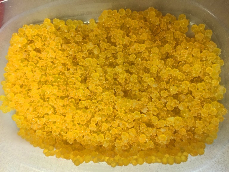 A HowTo Guide Curing Brown Trout Eggs Pautzke Bait Co