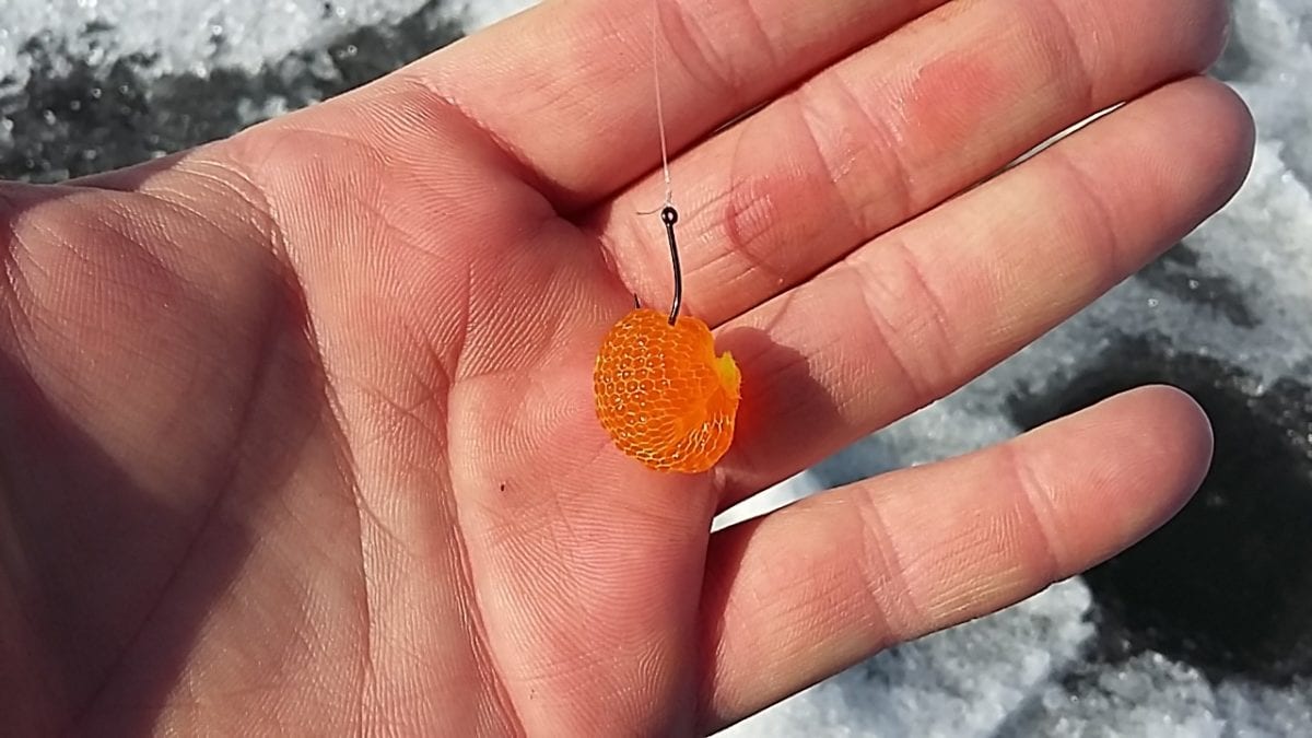 Learn Easy Late Winter Cure For Trout & Steelhead Eggs Pautzke Bait Co