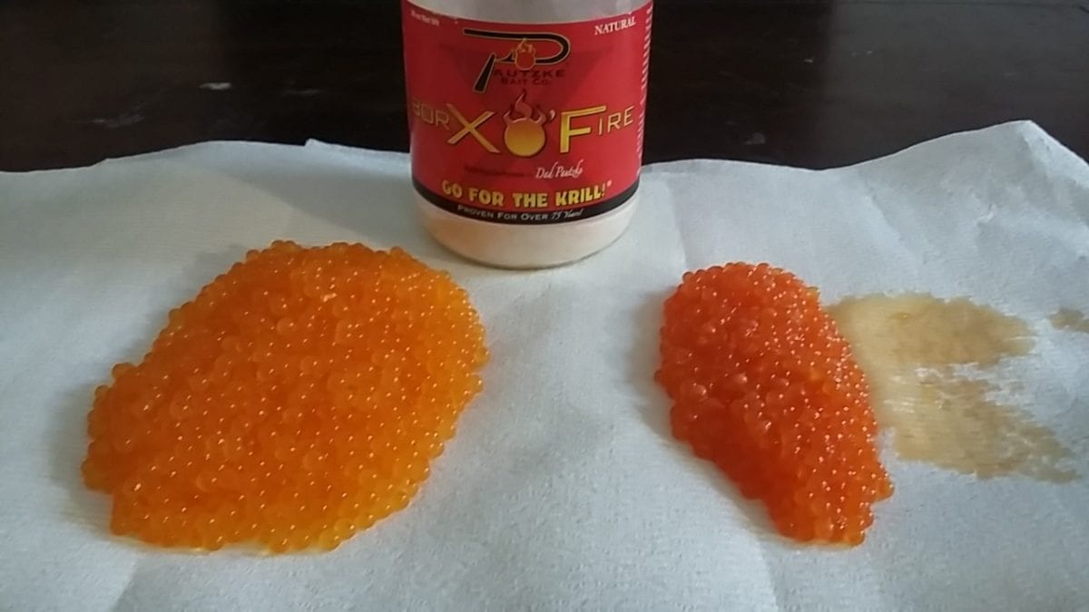 Learn Easy Late Winter Cure For Trout & Steelhead Eggs Pautzke Bait Co