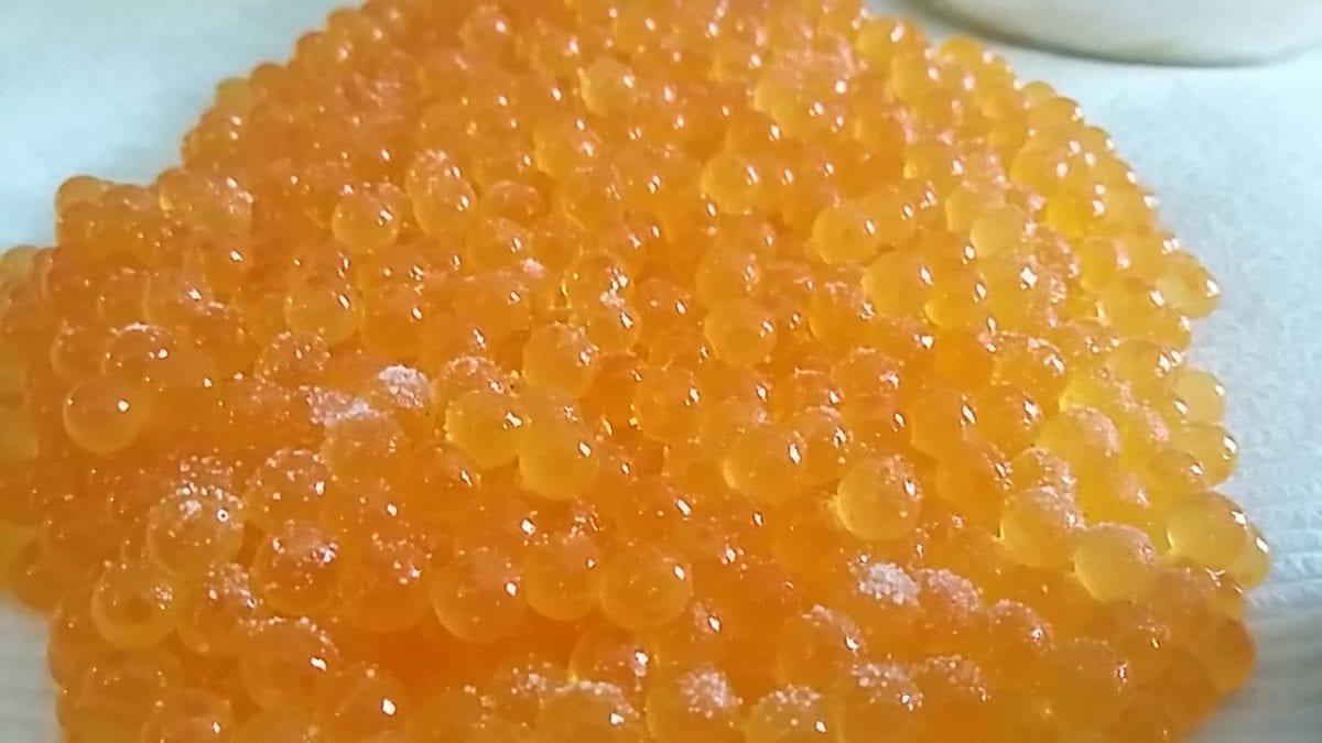 Learn Easy Late Winter Cure For Trout & Steelhead Eggs Pautzke Bait Co