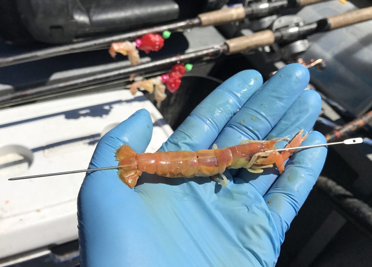 Learn to Fish Sand Shrimp & Eggs For Oregon Springers Pautzke Bait Co