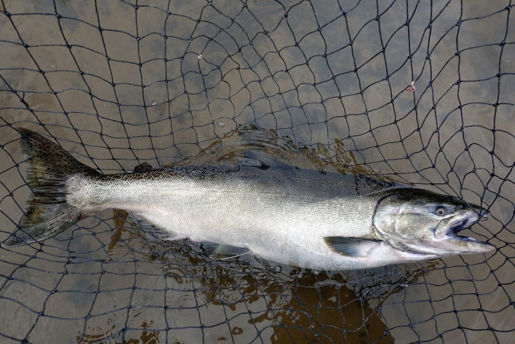Michigan Salmon Run Off to Great Start Pautzke Bait Co