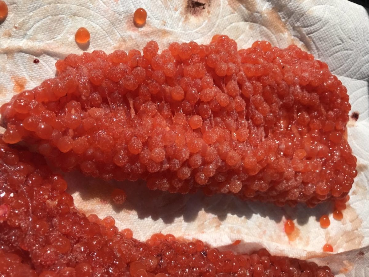 Curing Epic Eggs For Sacramento River Salmon Pautzke Bait Co