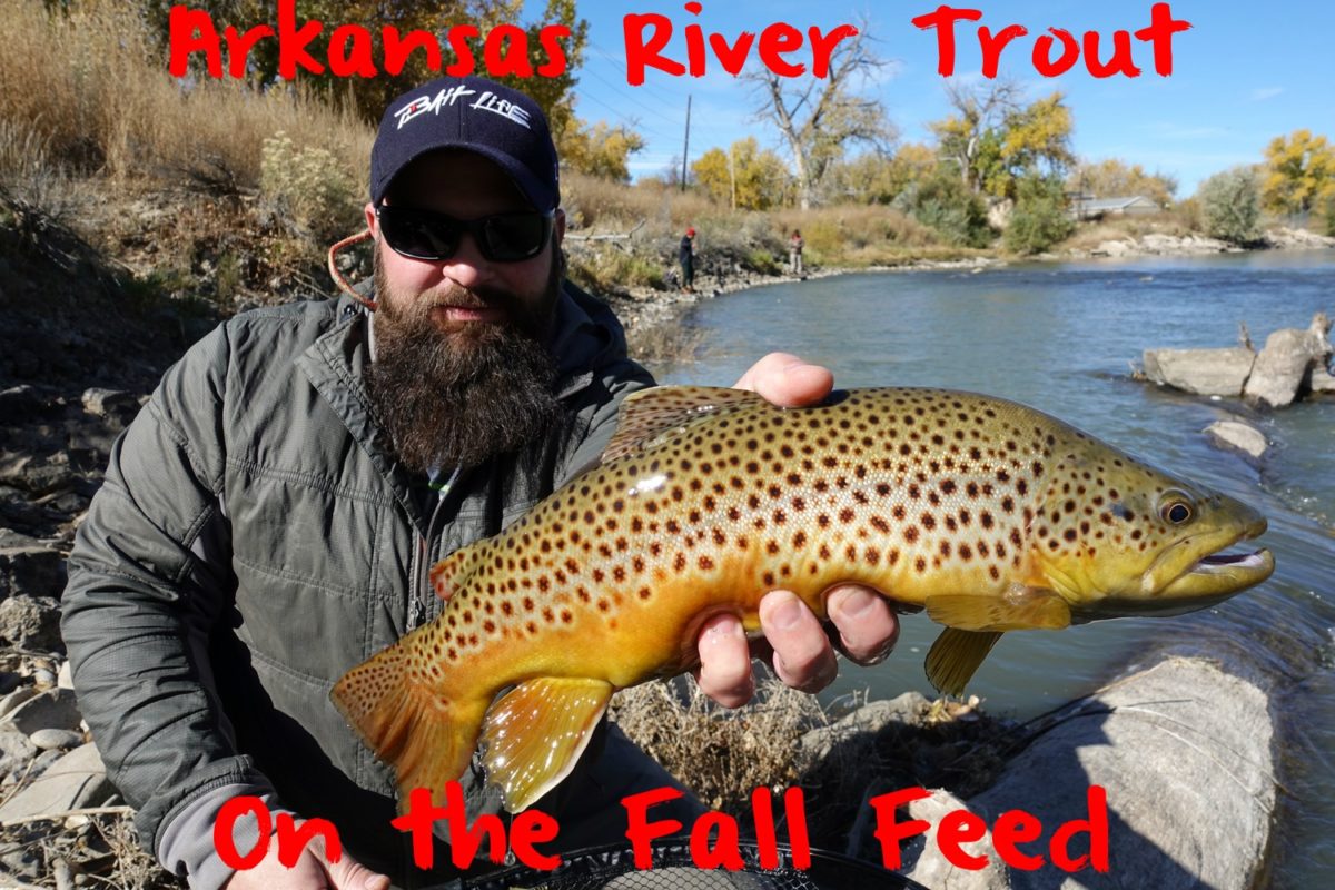 Arkansas River Trout On the Fall Feed Pautzke Bait Co