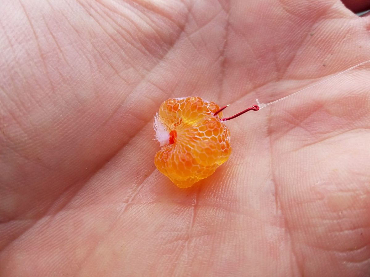 Learn to Water Harden Eggs for Great Lakes Spring Steelhead Pautzke