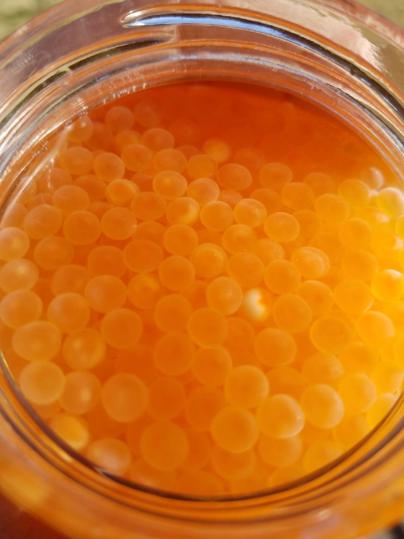 Learn to Water Harden Eggs for Great Lakes Spring Steelhead Pautzke