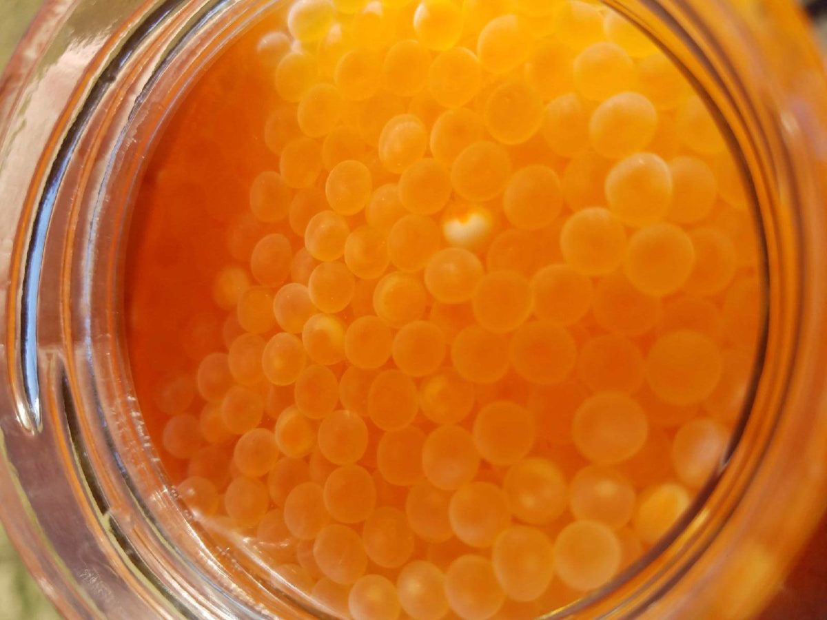 Learn to Water Harden Eggs for Great Lakes Spring Steelhead Pautzke