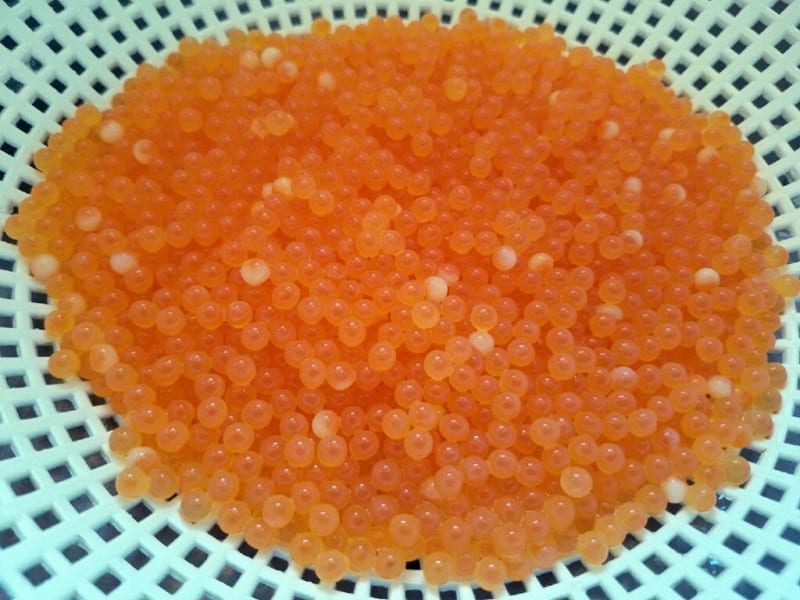 Learn to Water Harden Eggs for Great Lakes Spring Steelhead Pautzke