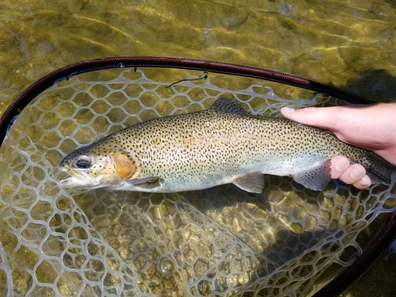 Eastern PA Creeks Loaded with Trout Pautzke Bait Co