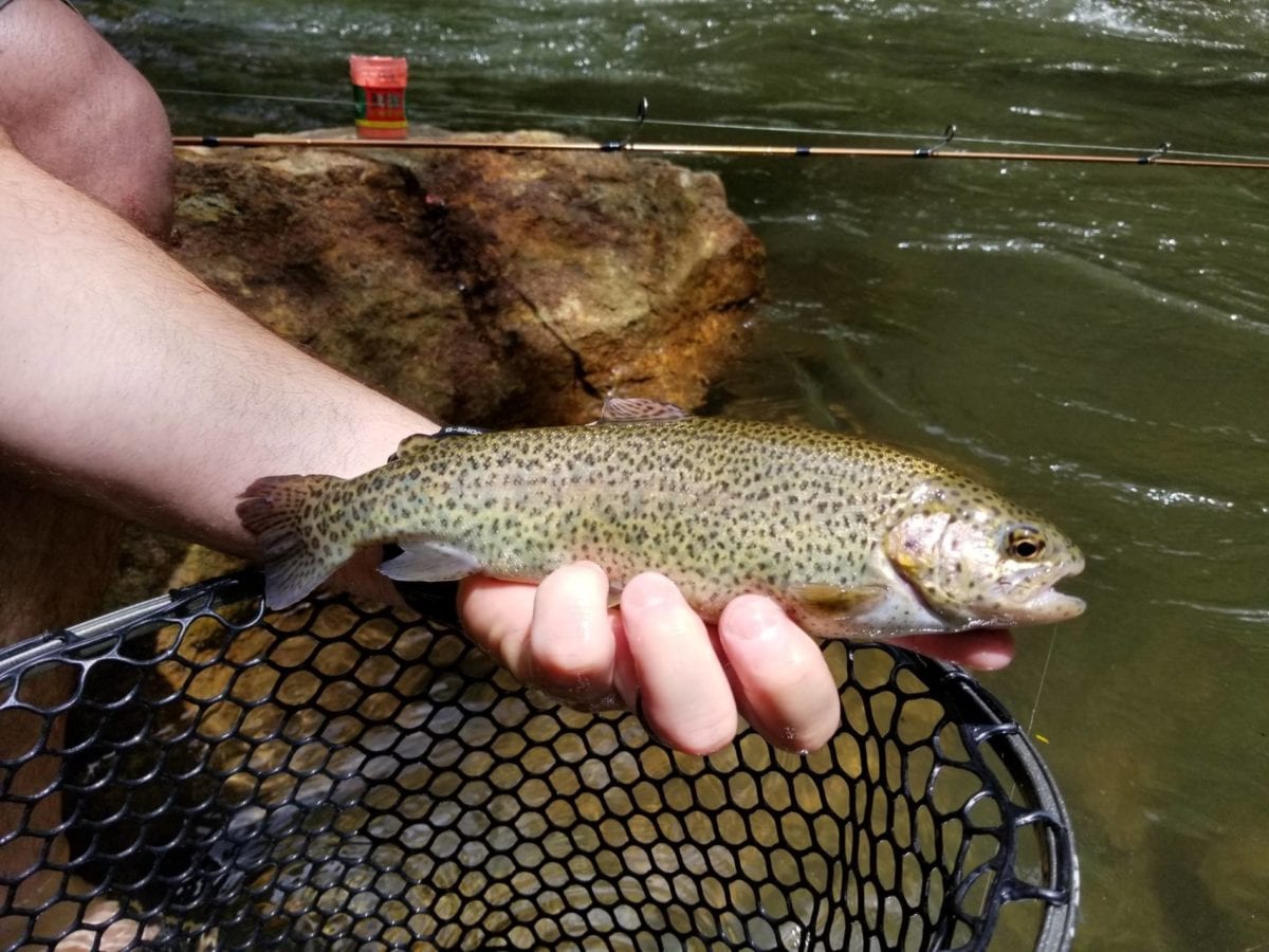 Tallulah River Heavily Stocked for Holiday Week Pautzke Bait Co