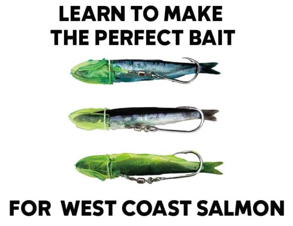 salmon best bait