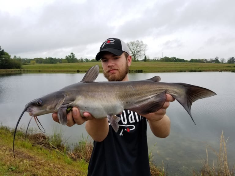 Alabama Pond Catfish Biting in Summer Heat Pautzke Bait Co
