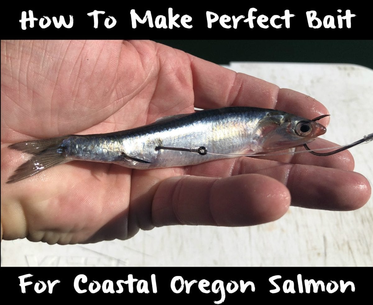 How to Make Perfect Bait For Coastal Oregon Salmon Pautzke Bait Co