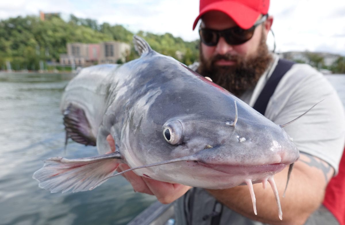 Raw Chicken + Catfish Nectar = Tennessee River Success Pautzke Bait Co