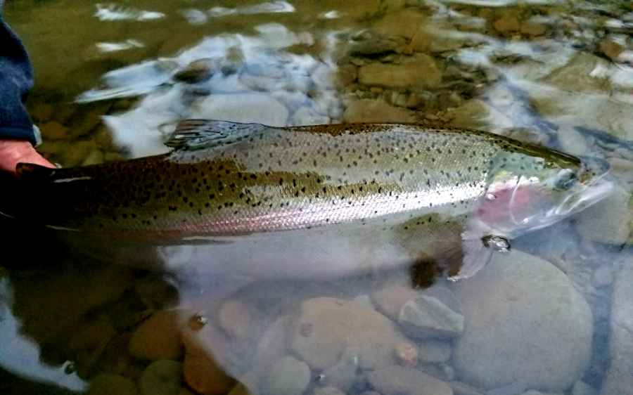 January Steelhead Fishing 2024! Catching Brown Trout And Steelhead Erie,  PA. 