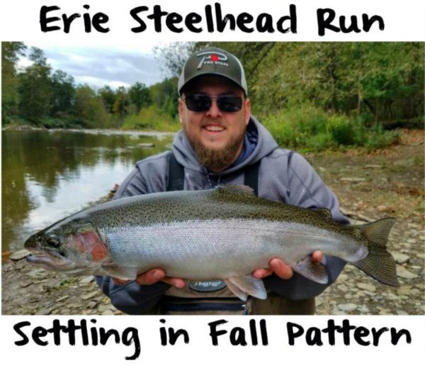 Erie Steelhead Run Settling Into Fall Pattern Pautzke Bait Co