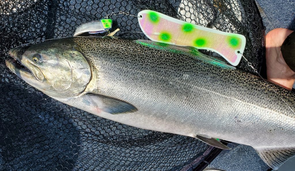 Northern Ontario Burbot Providing Action Through the Ice - Pautzke