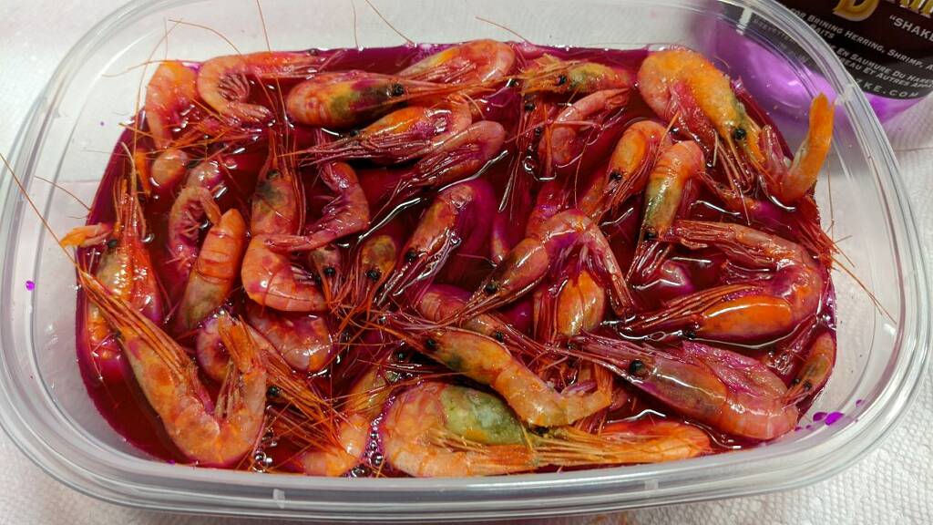 Try This Easy Recipe for Perfect Brined Shrimp for Steelhead Success -  Pautzke Bait Co